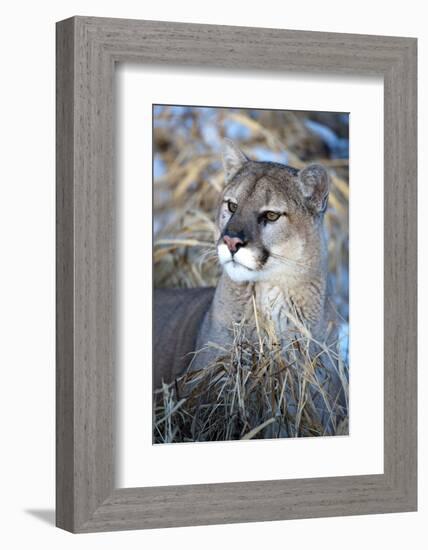 USA, Minnesota, Sandstone. Cougar resting in grass-Hollice Looney-Framed Photographic Print