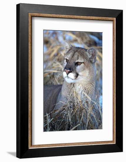 USA, Minnesota, Sandstone. Cougar resting in grass-Hollice Looney-Framed Photographic Print
