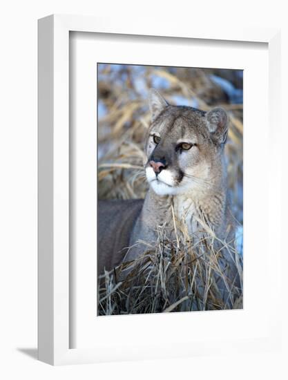 USA, Minnesota, Sandstone. Cougar resting in grass-Hollice Looney-Framed Photographic Print