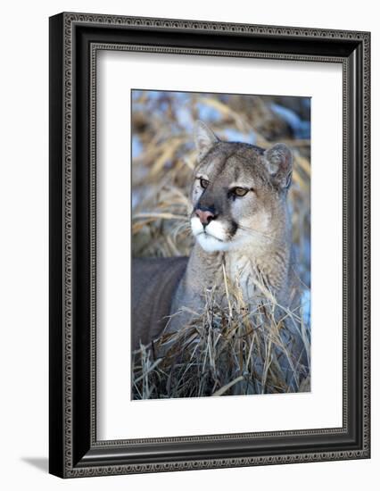 USA, Minnesota, Sandstone. Cougar resting in grass-Hollice Looney-Framed Photographic Print