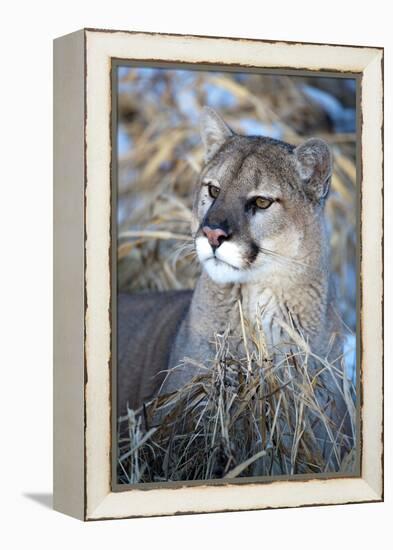 USA, Minnesota, Sandstone. Cougar resting in grass-Hollice Looney-Framed Premier Image Canvas