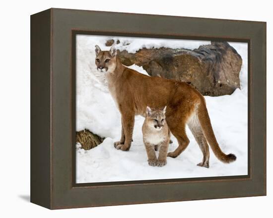 USA, Minnesota, Sandstone, Cougars, Mother and Young-Hollice Looney-Framed Premier Image Canvas