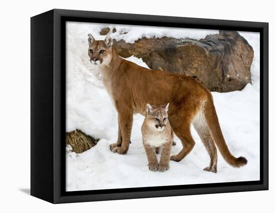 USA, Minnesota, Sandstone, Cougars, Mother and Young-Hollice Looney-Framed Premier Image Canvas