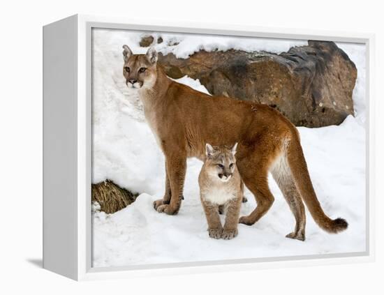 USA, Minnesota, Sandstone, Cougars, Mother and Young-Hollice Looney-Framed Premier Image Canvas