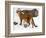 USA, Minnesota, Sandstone, Cougars, Mother and Young-Hollice Looney-Framed Photographic Print