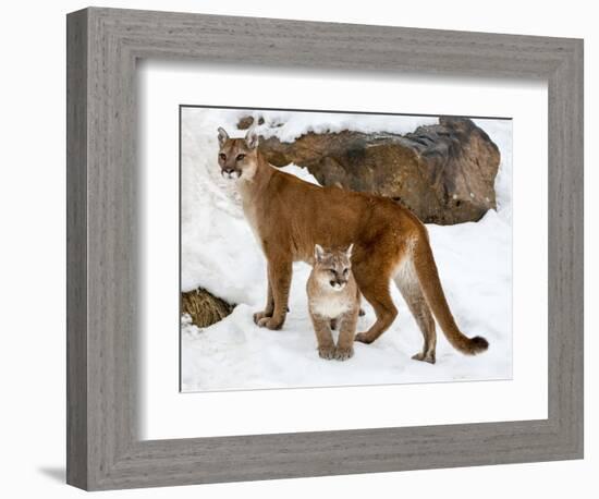 USA, Minnesota, Sandstone, Cougars, Mother and Young-Hollice Looney-Framed Photographic Print