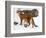 USA, Minnesota, Sandstone, Cougars, Mother and Young-Hollice Looney-Framed Photographic Print