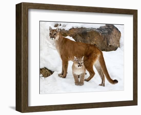 USA, Minnesota, Sandstone, Cougars, Mother and Young-Hollice Looney-Framed Photographic Print