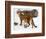 USA, Minnesota, Sandstone, Cougars, Mother and Young-Hollice Looney-Framed Photographic Print