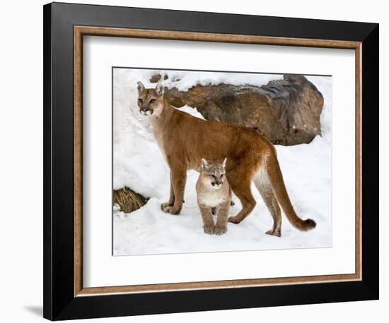 USA, Minnesota, Sandstone, Cougars, Mother and Young-Hollice Looney-Framed Photographic Print