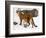 USA, Minnesota, Sandstone, Cougars, Mother and Young-Hollice Looney-Framed Photographic Print