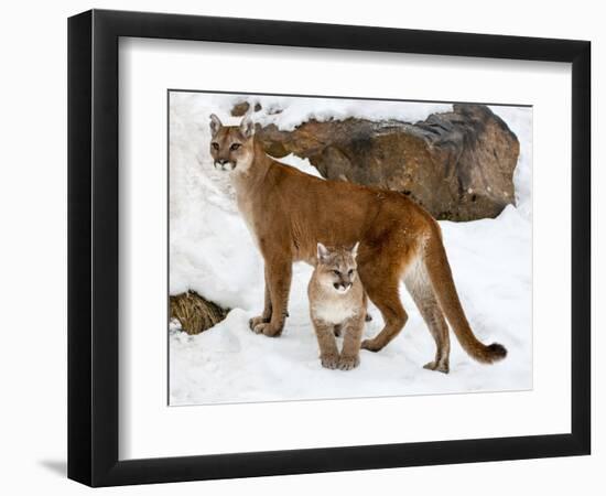 USA, Minnesota, Sandstone, Cougars, Mother and Young-Hollice Looney-Framed Photographic Print