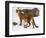 USA, Minnesota, Sandstone, Cougars, Mother and Young-Hollice Looney-Framed Photographic Print