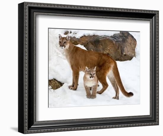 USA, Minnesota, Sandstone, Cougars, Mother and Young-Hollice Looney-Framed Photographic Print