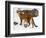 USA, Minnesota, Sandstone, Cougars, Mother and Young-Hollice Looney-Framed Photographic Print