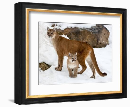 USA, Minnesota, Sandstone, Cougars, Mother and Young-Hollice Looney-Framed Photographic Print