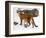 USA, Minnesota, Sandstone, Cougars, Mother and Young-Hollice Looney-Framed Photographic Print