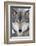 USA, Minnesota, Sandstone, Eyes of the Wolf-Hollice Looney-Framed Photographic Print