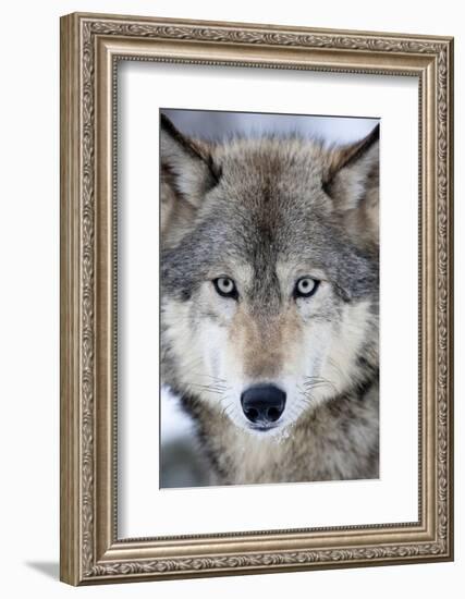 USA, Minnesota, Sandstone, Eyes of the Wolf-Hollice Looney-Framed Photographic Print