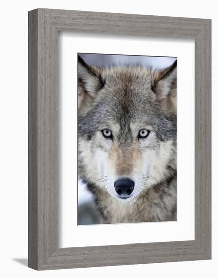 USA, Minnesota, Sandstone, Eyes of the Wolf-Hollice Looney-Framed Photographic Print