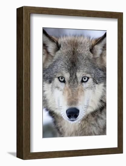 USA, Minnesota, Sandstone, Eyes of the Wolf-Hollice Looney-Framed Photographic Print