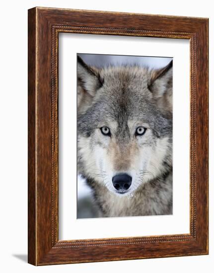 USA, Minnesota, Sandstone, Eyes of the Wolf-Hollice Looney-Framed Photographic Print