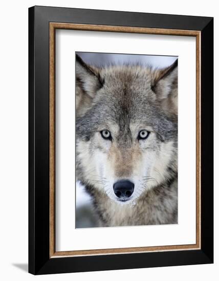 USA, Minnesota, Sandstone, Eyes of the Wolf-Hollice Looney-Framed Photographic Print