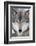 USA, Minnesota, Sandstone, Eyes of the Wolf-Hollice Looney-Framed Photographic Print