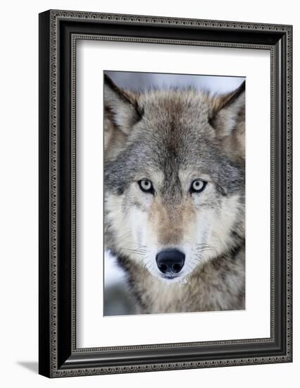 USA, Minnesota, Sandstone, Eyes of the Wolf-Hollice Looney-Framed Photographic Print