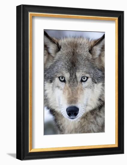 USA, Minnesota, Sandstone, Eyes of the Wolf-Hollice Looney-Framed Photographic Print