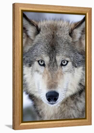 USA, Minnesota, Sandstone, Eyes of the Wolf-Hollice Looney-Framed Premier Image Canvas