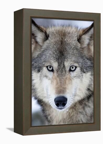 USA, Minnesota, Sandstone, Eyes of the Wolf-Hollice Looney-Framed Premier Image Canvas