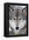 USA, Minnesota, Sandstone, Eyes of the Wolf-Hollice Looney-Framed Premier Image Canvas