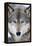 USA, Minnesota, Sandstone, Eyes of the Wolf-Hollice Looney-Framed Premier Image Canvas