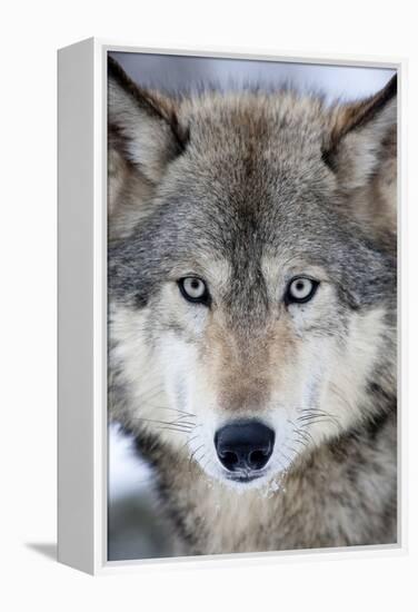 USA, Minnesota, Sandstone, Eyes of the Wolf-Hollice Looney-Framed Premier Image Canvas