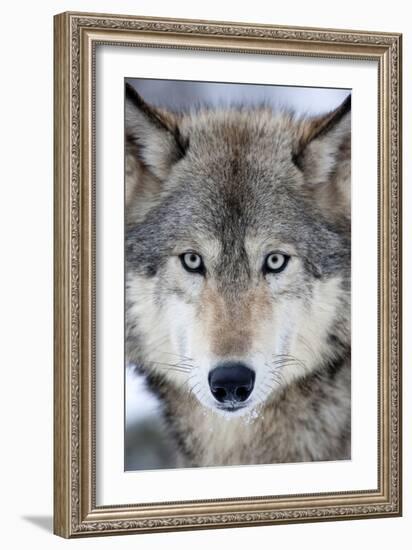 USA, Minnesota, Sandstone, Eyes of the Wolf-Hollice Looney-Framed Photographic Print