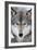 USA, Minnesota, Sandstone, Eyes of the Wolf-Hollice Looney-Framed Photographic Print