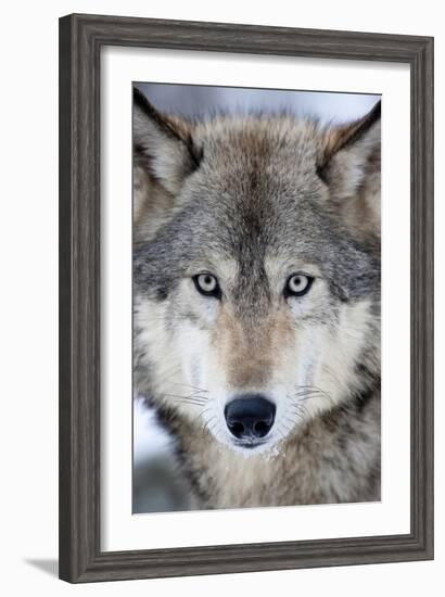 USA, Minnesota, Sandstone, Eyes of the Wolf-Hollice Looney-Framed Photographic Print