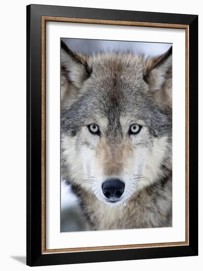 USA, Minnesota, Sandstone, Eyes of the Wolf-Hollice Looney-Framed Photographic Print