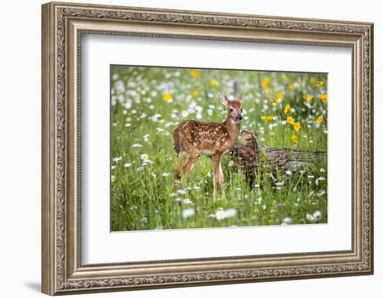 USA, Minnesota, Sandstone, Fawn Amongst the Wildflowers-Hollice Looney-Framed Photographic Print