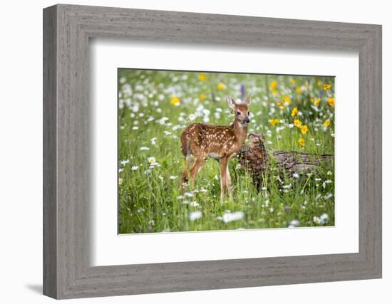 USA, Minnesota, Sandstone, Fawn Amongst the Wildflowers-Hollice Looney-Framed Photographic Print