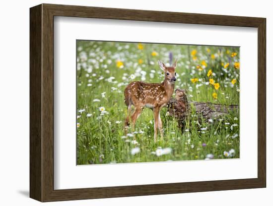 USA, Minnesota, Sandstone, Fawn Amongst the Wildflowers-Hollice Looney-Framed Photographic Print