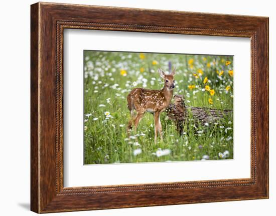 USA, Minnesota, Sandstone, Fawn Amongst the Wildflowers-Hollice Looney-Framed Photographic Print