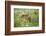 USA, Minnesota, Sandstone, Fawn Amongst the Wildflowers-Hollice Looney-Framed Photographic Print