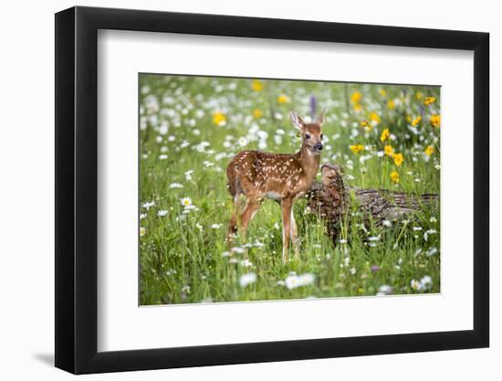 USA, Minnesota, Sandstone, Fawn Amongst the Wildflowers-Hollice Looney-Framed Photographic Print