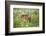 USA, Minnesota, Sandstone, Fawn Amongst the Wildflowers-Hollice Looney-Framed Photographic Print