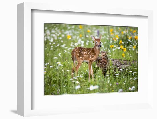 USA, Minnesota, Sandstone, Fawn Amongst the Wildflowers-Hollice Looney-Framed Photographic Print