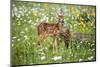 USA, Minnesota, Sandstone, Fawn Amongst the Wildflowers-Hollice Looney-Mounted Photographic Print