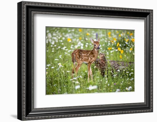 USA, Minnesota, Sandstone, Fawn Amongst the Wildflowers-Hollice Looney-Framed Photographic Print