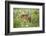 USA, Minnesota, Sandstone, Fawn Amongst the Wildflowers-Hollice Looney-Framed Photographic Print